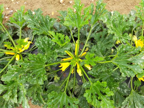 Venez decouvrir nos salades, courgettes...