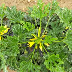 Venez decouvrir nos salades, courgettes...